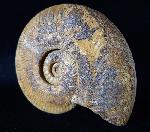 Harpoceras cf. nitescens STOLZ 1911 - Bild © FossNet FossilienStore